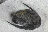Bargain, Cornuproetus Trilobite Fossil - Morocco #108208-2